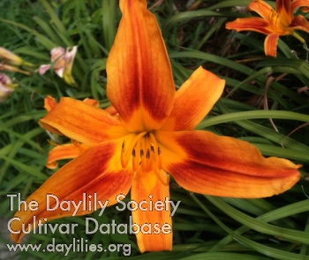 Daylily Gadsden Firefly